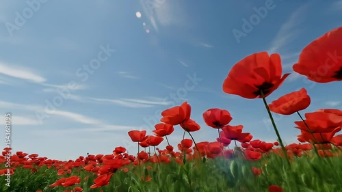 Vibrant Red Poppy Field Under Bright Blue Sky With Lush Green Foliage Daytime Sunlight
