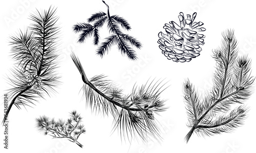 Hand drawn pine and spruce branches with cone sketch vector