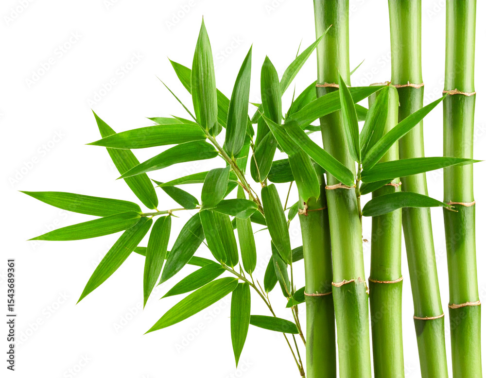 Obraz premium Transparent PNG of bamboo stalks with leaves, suitable for spa or eco themes.