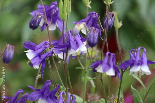 Fotografie Blue-white flowers of common columbine (Aquilegia vulgaris) in summer garden
