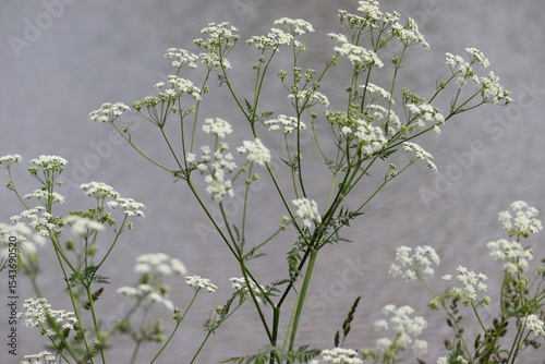 White flowers of wild beaked parsley (Anthriscus sylvestris) in wild