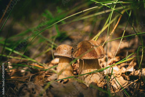 mushroom in the forest