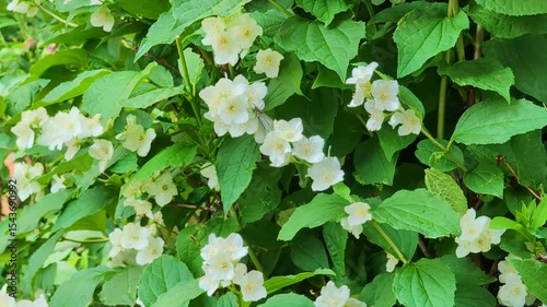 Jasmine flowers against the background of bright greenery close-up, lush jasmine bush