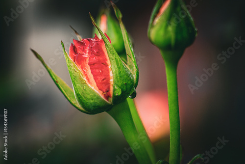 red tulip flower