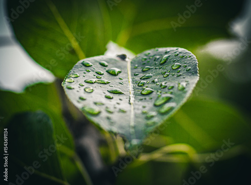 dew on leaf