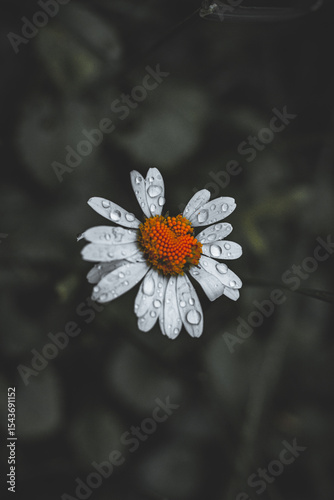 daisy flower and ladybird