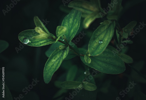 green leaf with water drops