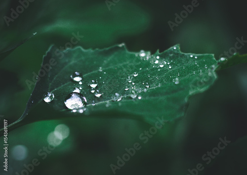 dew on leaf