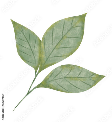 Elegant Green Leaves Branch Botanical Illustration 