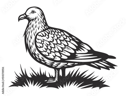 Seagull standing on the ground and gazing to the right, featuring a vintage style detailed black and white line art engraving, isolated against a clean white background