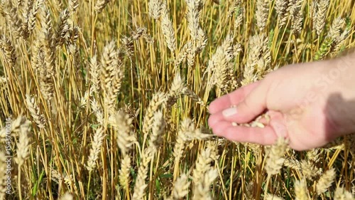 Grains of fresh ripe wheat in the hand of a farmer against the background of a wheat field with a rich harvest, wheat harvest concept