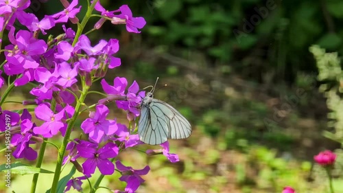 Butterfly on a bright wild flower against the background of forest vegetation