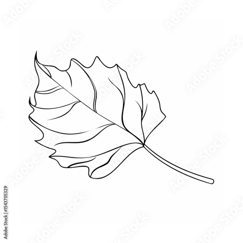 Black Line Art Single Aspen Leaf Illustration leaf line art