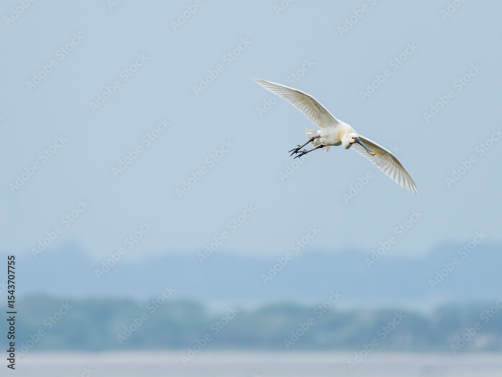 Fototapeta premium Spatule blanche (Platalea leucorodia) en vol, transportant une brindille pour le nid – Parc du Marquenterre