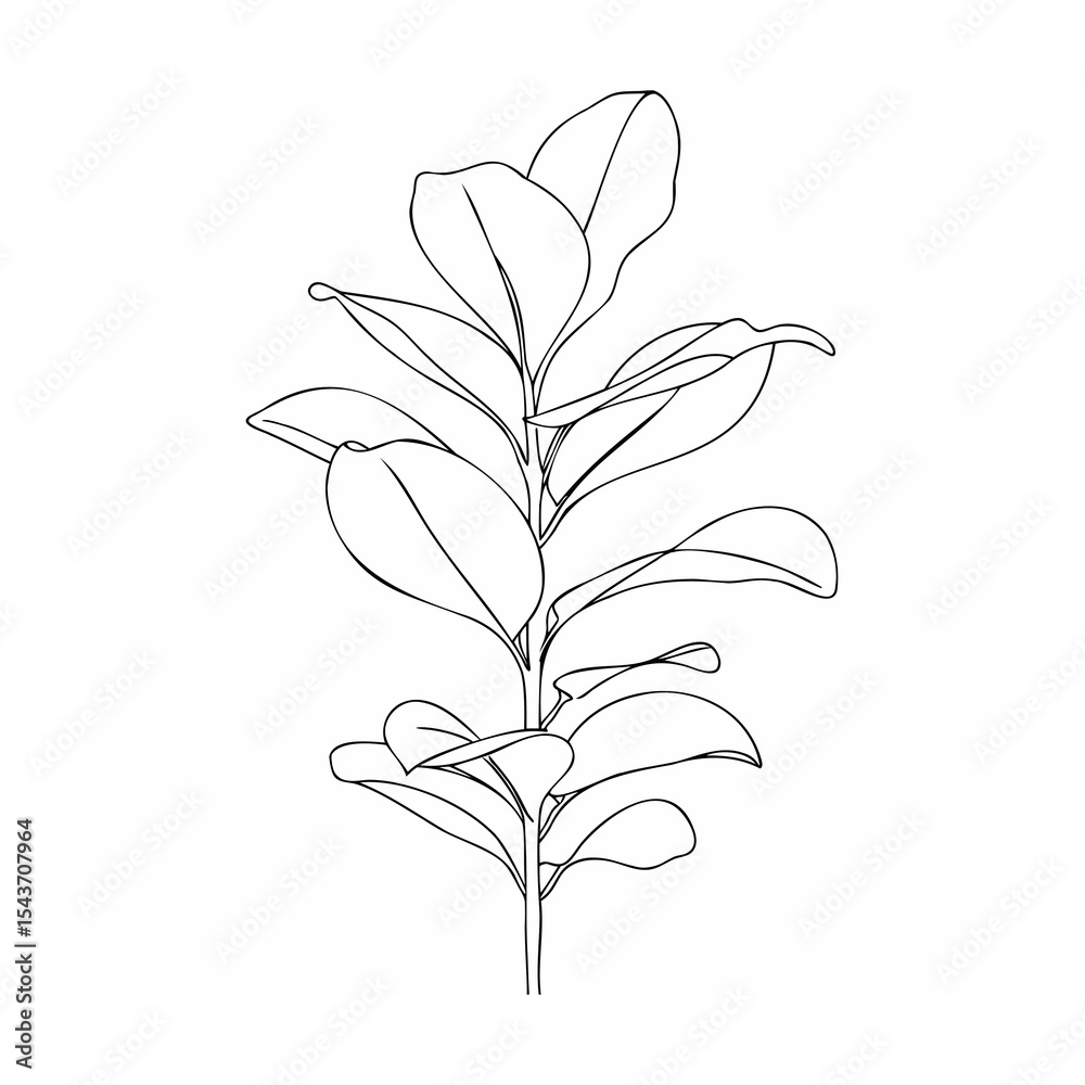 Fototapeta premium Black Line Art Ficus Plant Single Stem Oval Leaves Botanical Drawing