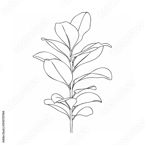 Black Line Art Ficus Plant Single Stem Oval Leaves Botanical Drawing