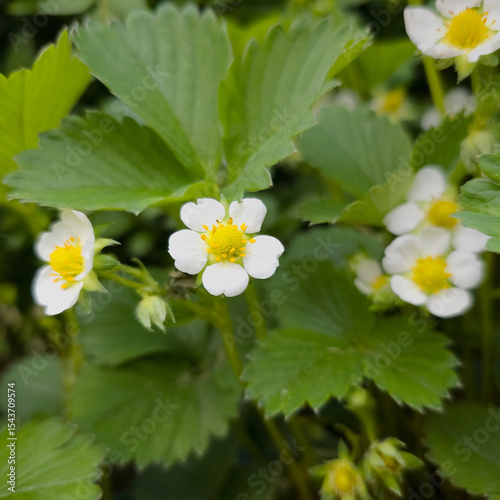 Blühende Erdbeeren, Fragaria, Nahaufnahme
