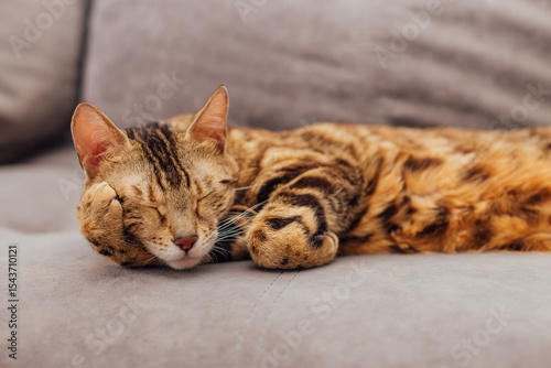 Cute bengal kitty cat laying on sofa indoors