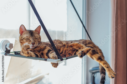 Cute little bengal kitty cat laying on the cat's window bed watching on the room. Sunny seat for cat on the window.