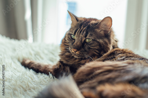 Young cute longhair bengal cat laying on the white blanket indoors.