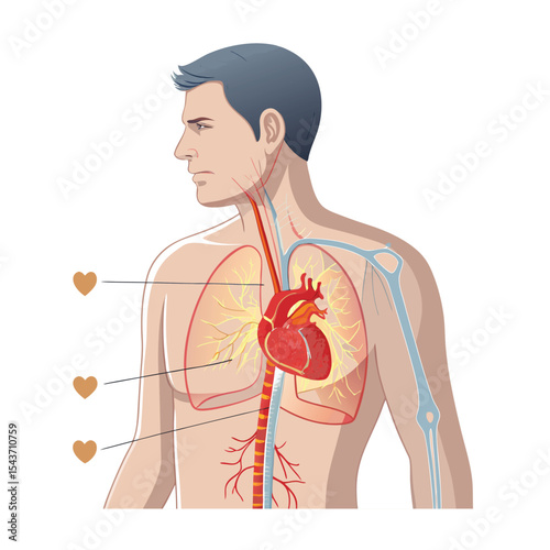 Human Heart and Lung Anatomy Illustration with Arteries, Veins, and Esophagus