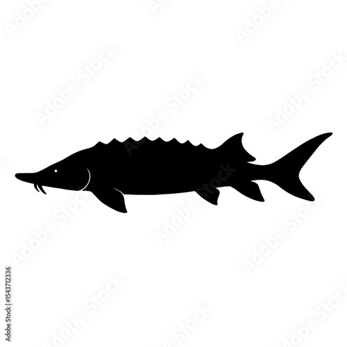 Silhouette of Majestic Beluga Sturgeon with Distinctive Fin Details