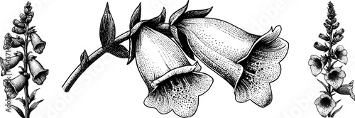 Vector foxglove flowers botanical illustration for design project