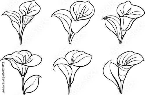 Set of Calla lily outline vector illustration, line art
