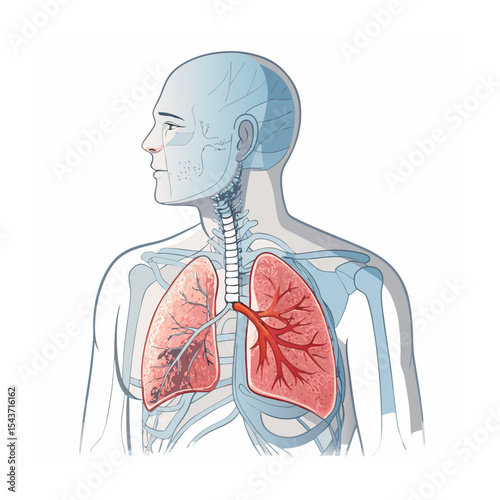 Anatomical Illustration: Human Respiratory System Featuring Healthy and Diseased Lung