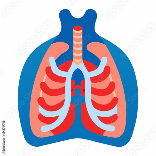 Vector art illustration of the inside of the human chest