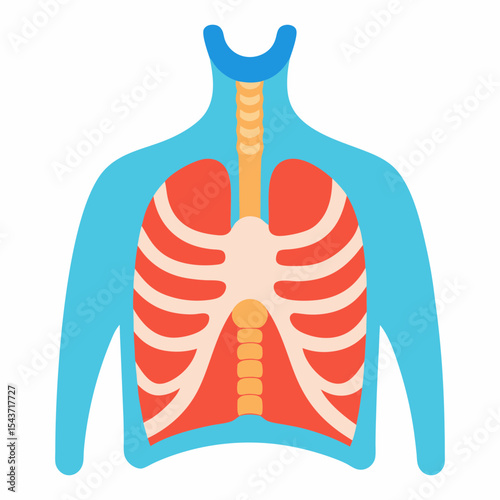 Vector art illustration of the inside of the human chest