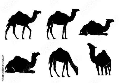Vector six camel silhouettes in various poses isolated on white background
