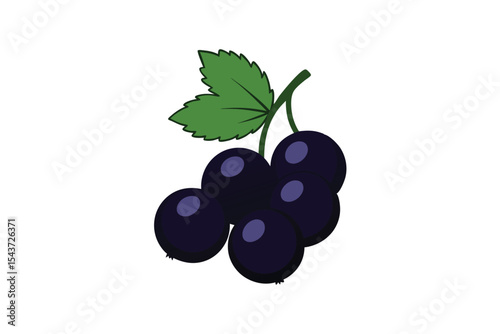 hand drawn bunch of blackcurrants vector art.