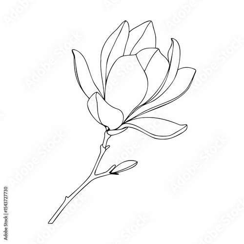 Black Line Art Magnolia Flower Blossom Branch Stem Bud