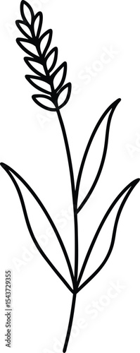 Lavender flower black line drawing vector illustration