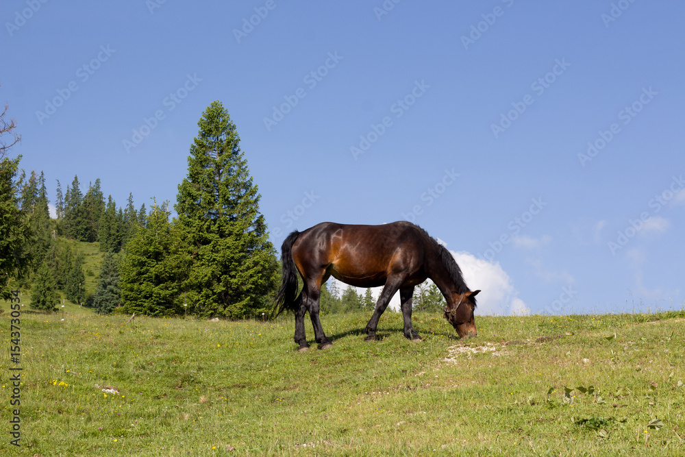 Obraz premium Explore the serene beauty of Zireinersee lake area in Tyrol, Austria, featuring a horse grazing peacefully under a clear blue sky surrounded by lush greenery