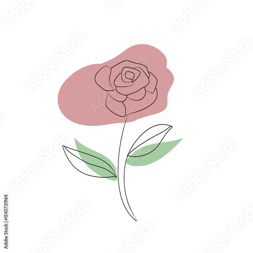 pink rose on white background