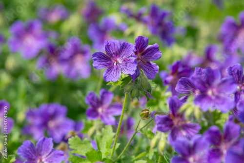 Close up of purple geraniums (geranium x magnificum) in bloom
