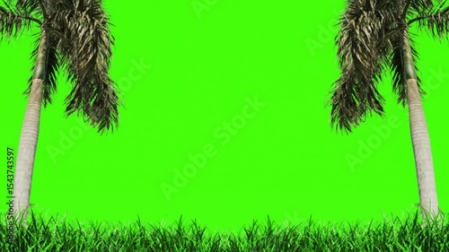 palm trees stand tall against a green screen background. Ideal for tropical vacation promotions, summerthemed designs, or environmental awareness campaigns.