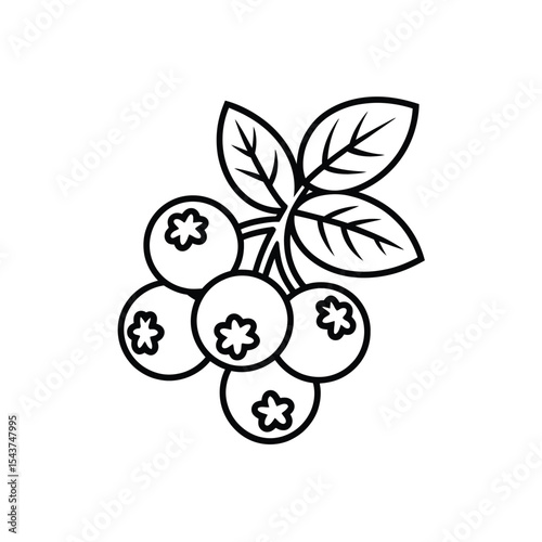 Line art illustration of blueberries on branch