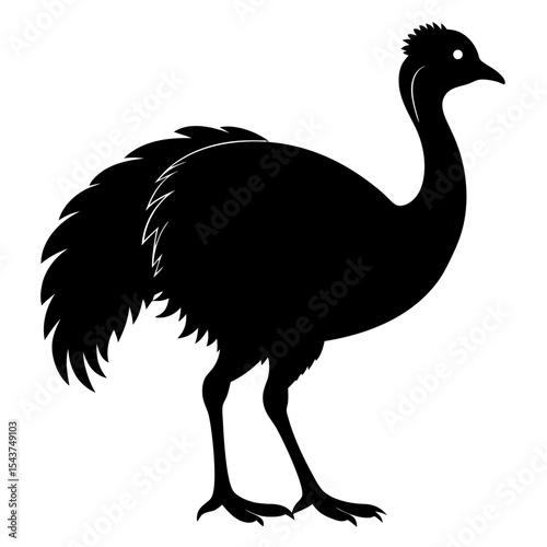 vector illustration of an ostrich