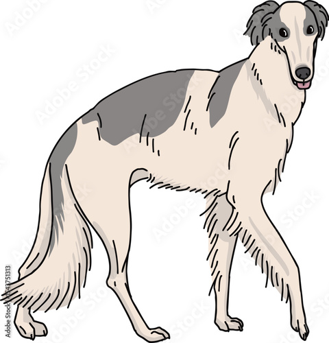 ボルゾイ　borzoi　犬のイラスト　カラー