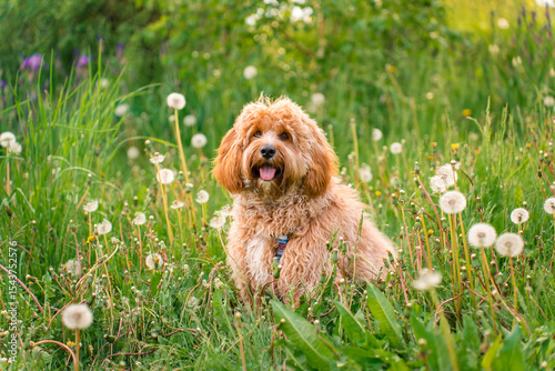 Foto Beautiful curly shaggy brown dog in summer outdoor