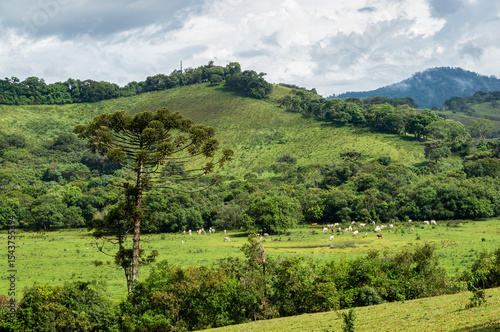 Brazilian highlands landscape with iconic araucaria pine tree overlooking green pastures, grazing cattle and rolling hills under dramatic cloudy sky in Camanducaia, Minas Gerais - Brazil