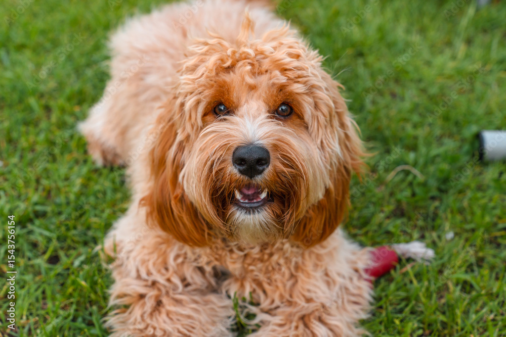 Beautiful curly shaggy brown dog in summer outdoor Beautiful curly shaggy brown dog in summer outdoor