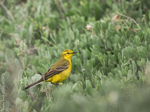 Bergeronnette flavéole mâle (Motacilla flava flavissima) dans les herbes hautes et la végétation humide