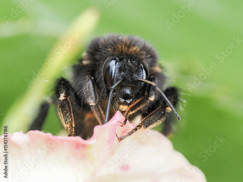 Bourdon des pierres (Bombus lapidarius) photographié en macro sur feuille et fleur