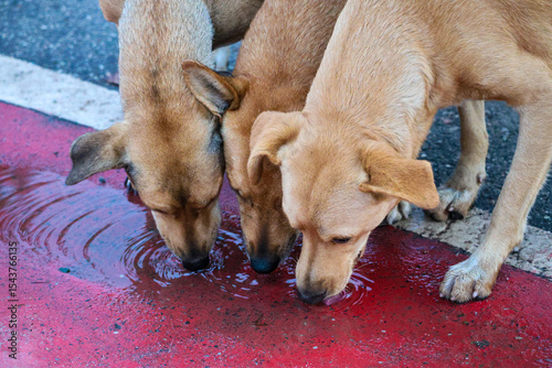Canvas Print dogs