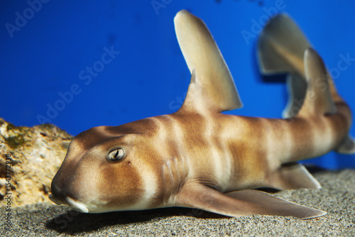 Bullhead Japanese Hornshark (Heterodontus japonicus) 