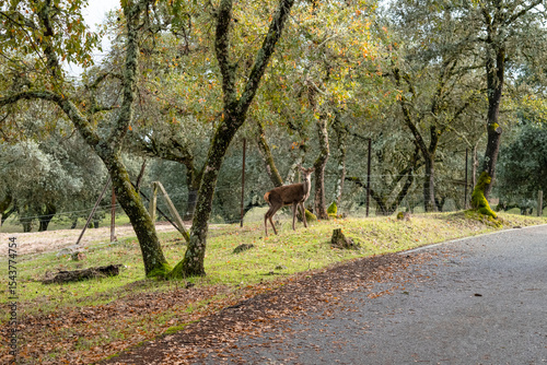 colorful autumn forest scene with wildlife
